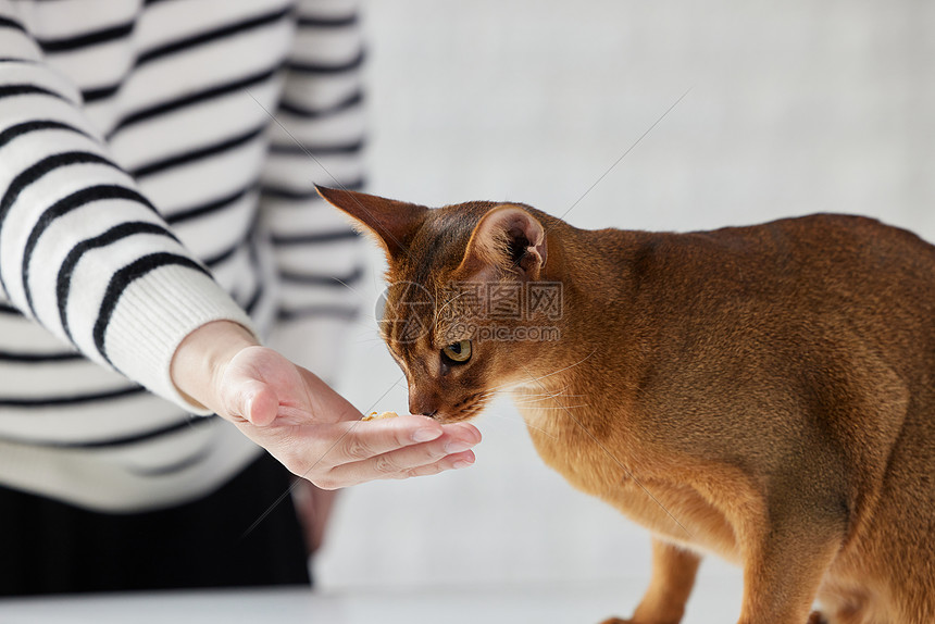 猫咪吃冻干零食图片