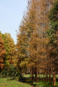 秋季公园内的水杉树图片