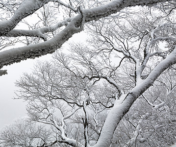 冬日大雪压枝图片