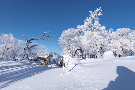 冬天雾凇雪景风光雪地高清图片素材