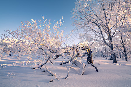 冬天雾凇雪景风光背景图片