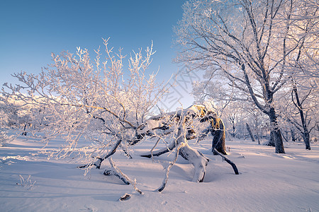 冬天雾凇雪景风光冬至高清图片素材