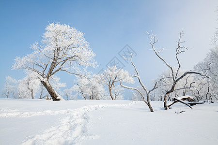 冬天背景冬天雾凇唯美雪景风光背景