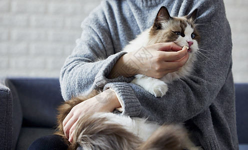 女主人喂猫咪吃冻干图片