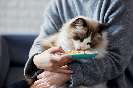 宠物猫女主人喂猫咪吃冻干背景