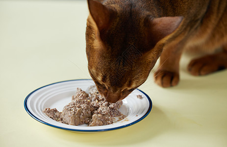 猫咪吃罐头一碗猫粮高清图片