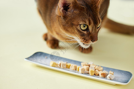 猫咪吃东西可爱猫咪吃冻干零食背景