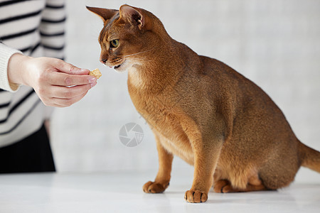 可爱的猫咪主人给猫咪喂冻干猫零食背景
