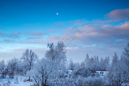 冬至雪景挂满雪绒的森林背景