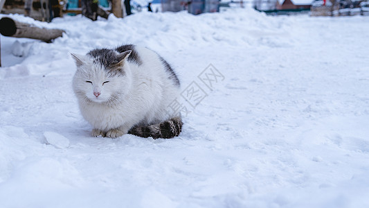 猫冬天雪地上的猫背景
