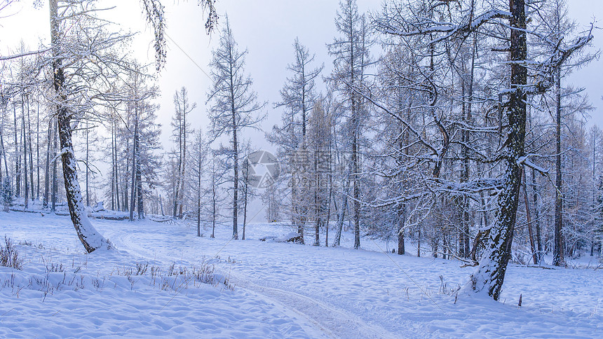 新疆森林雪景冬日风光图片