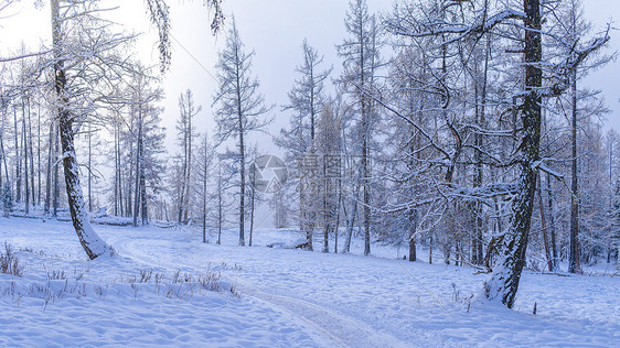 新疆森林雪景冬日风光图片