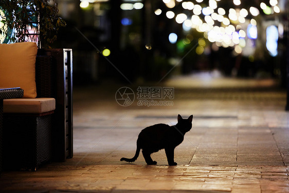 夜晚街头的黑色猫咪图片