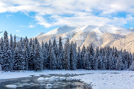 雪地森林冬日森林雪景背景