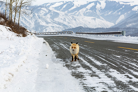 雪地上的狐狸图片