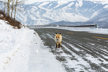 雪地上的狐狸背景图片