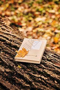 树林枯叶掉落在书本上的银杏叶背景