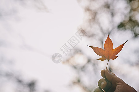 秋天树木手拿着一片枫叶背景