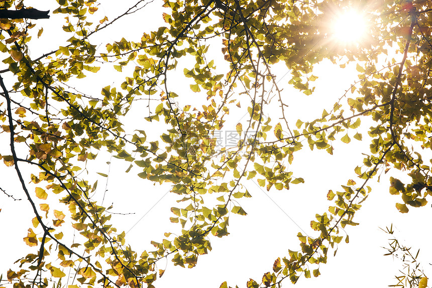 阳光下的秋冬树木景色图片