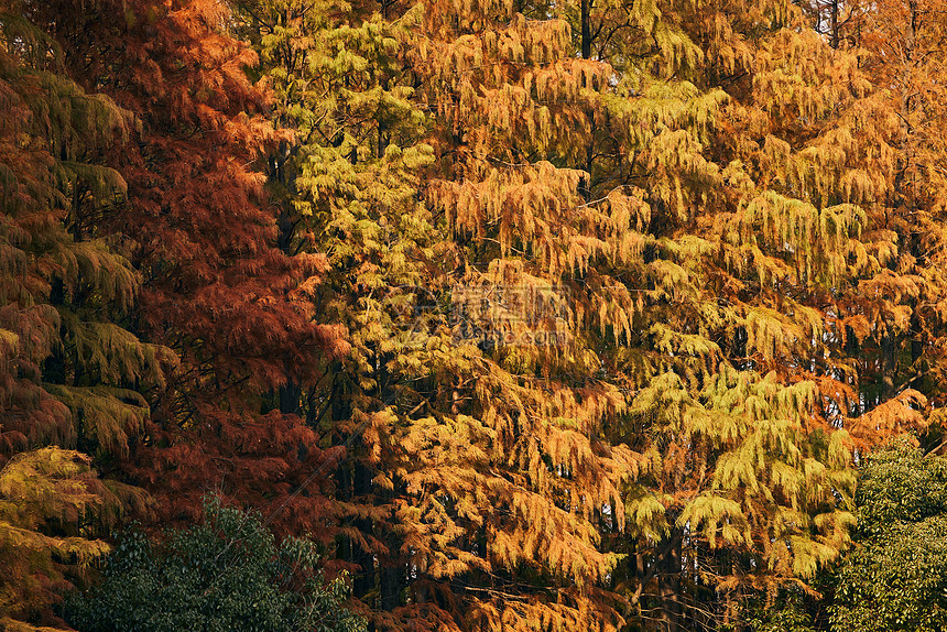 上海共青森林公园里的红杉树图片