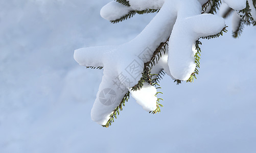 冬日冰雪松树树挂图片