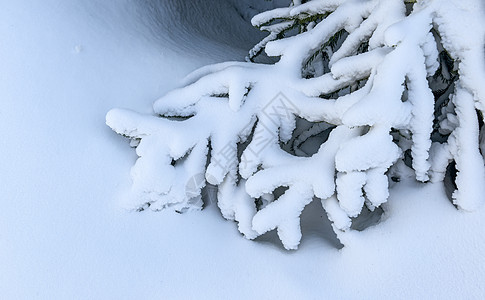 冬季冰雪松树树挂图片