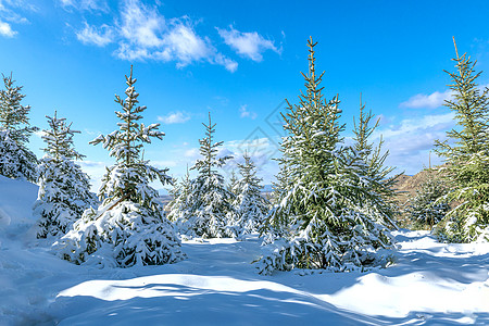 圣诞雪景冬季冰雪松树树挂背景