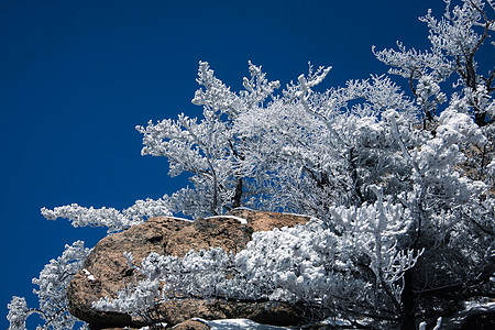 大西洋雪松冬日雪松自然风光背景