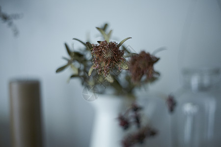 花店里花的花蕊图片