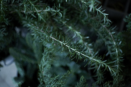 绿色植物内部图片