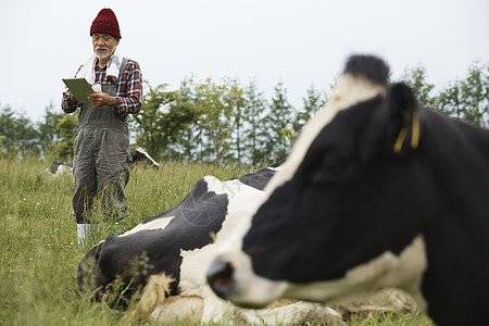 农民用ipad纪录奶牛图片
