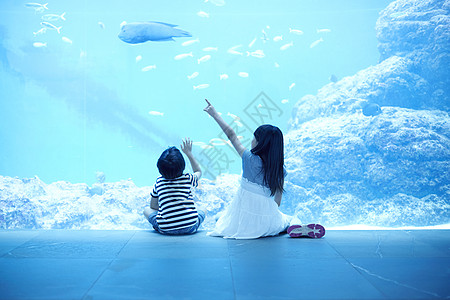 苏眉鱼在水族馆看海洋生物的兄妹背影背景