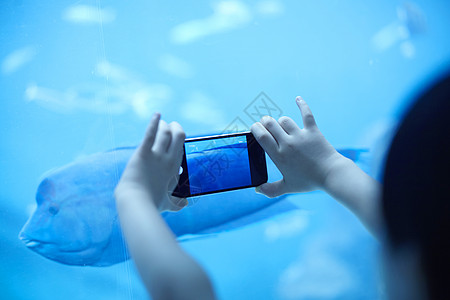 在水族馆使用手机拍鱼图片