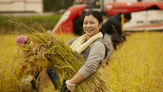 收获水稻的农民图片
