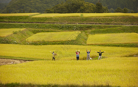 农民在田地里收获水稻图片