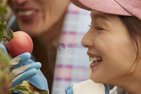 检查西红柿成熟的妇女图片