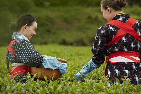 采摘茶叶的妇女图片