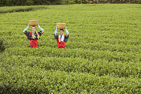 采摘茶叶的妇女图片