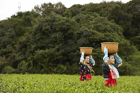  头顶竹筐的采茶女性图片