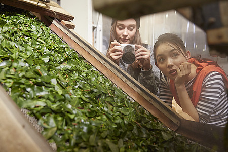 在茶叶加工厂参观的青年女子图片