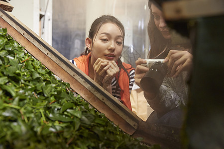 观察茶厂的日本妇女图片