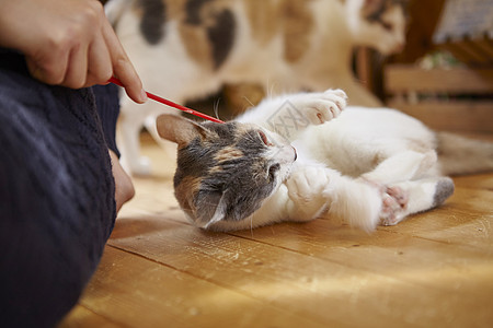 在猫咖女人拿着逗猫棒和猫玩图片