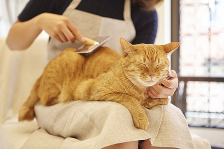 在猫咖给猫梳毛的女人图片