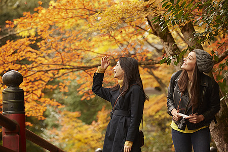 在红枫林旅游拍照的外国美女和日本美女背景图片