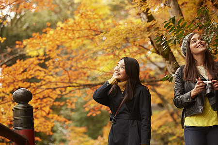 在红枫林旅游拍照的外国美女和日本美女背景图片