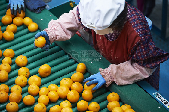 工人筛选橘子图片