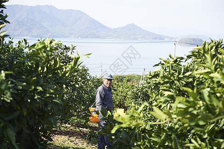 在采摘柠檬的果农图片