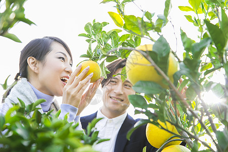 来柚子种植园观光的快乐夫妇图片