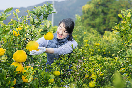 来柚子种植园观光的快乐夫妇图片