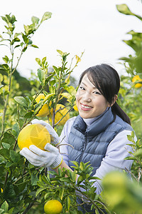 女青年在果园采摘柚子图片